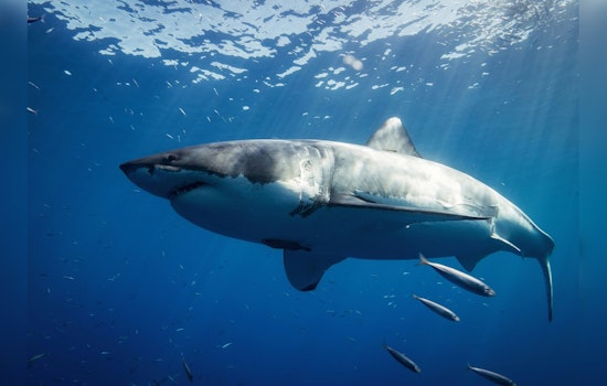 Expert Shares Shark Safety Tips Amid Sightings on Florida Gulf Coast