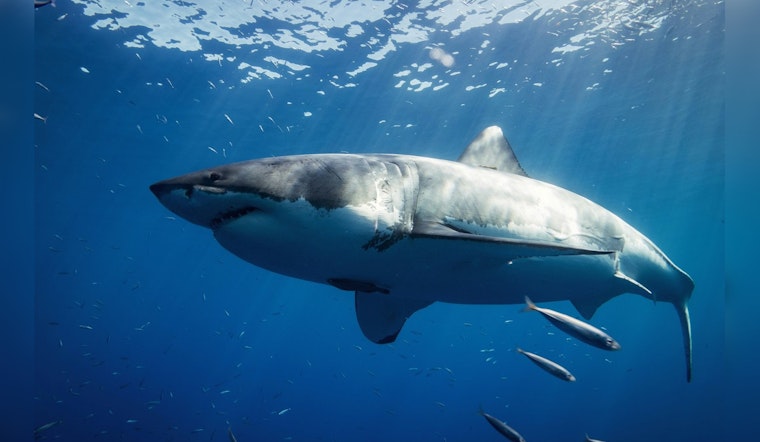 Expert Shares Shark Safety Tips Amid Sightings on Florida Gulf Coast