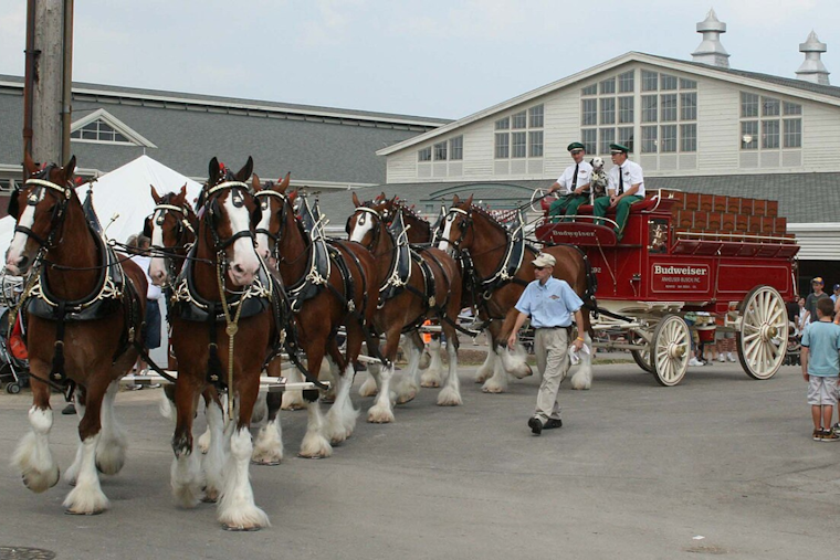 Famed Budweiser Clydesdales to Parade Through Muskegon and Appear at Grand Haven Coast Guard Festival