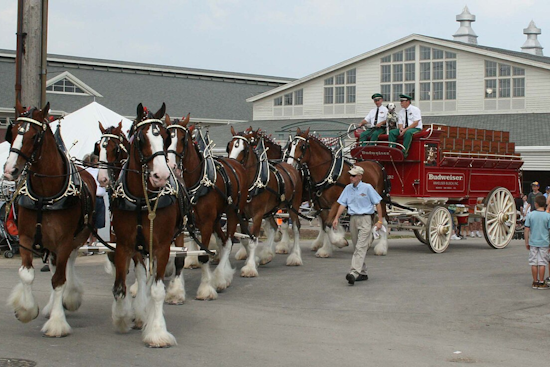 Famed Budweiser Clydesdales to Parade Through Muskegon and Appear at Grand Haven Coast Guard Festival