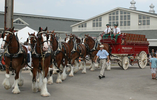 Famed Budweiser Clydesdales to Parade Through Muskegon and Appear at Grand Haven Coast Guard Festival