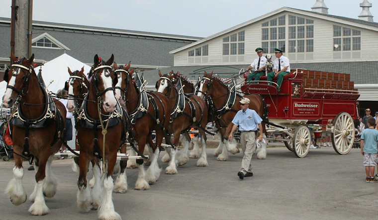 Famed Budweiser Clydesdales to Parade Through Muskegon and Appear at Grand Haven Coast Guard Festival