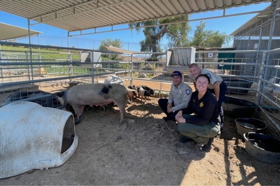 Family of Stray Pigs Found Roaming in Chula Vista Neighborhood, Now in the Care of Animal Services