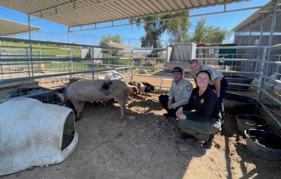 Family of Stray Pigs Found Roaming in Chula Vista Neighborhood, Now in the Care of Animal Services