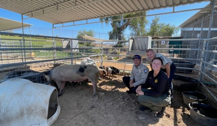 Family of Stray Pigs Found Roaming in Chula Vista Neighborhood, Now in the Care of Animal Services