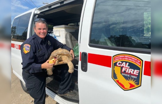 Firefighters Battling Maria Fire in Calaveras County Rescue Hungry Tortoise Amidst Blaze