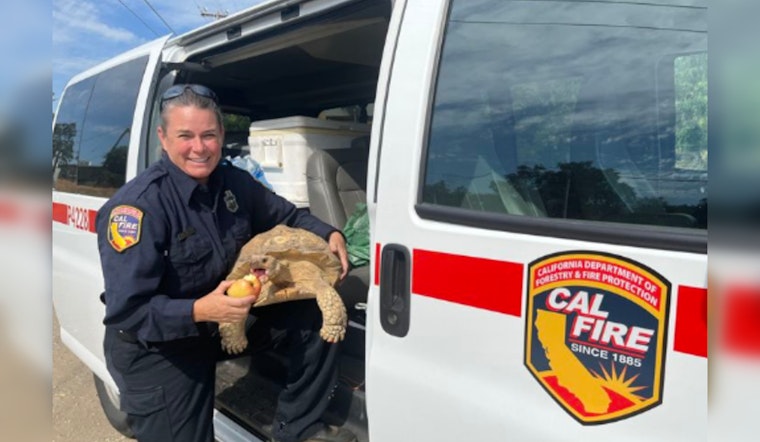 Firefighters Battling Maria Fire in Calaveras County Rescue Hungry Tortoise Amidst Blaze