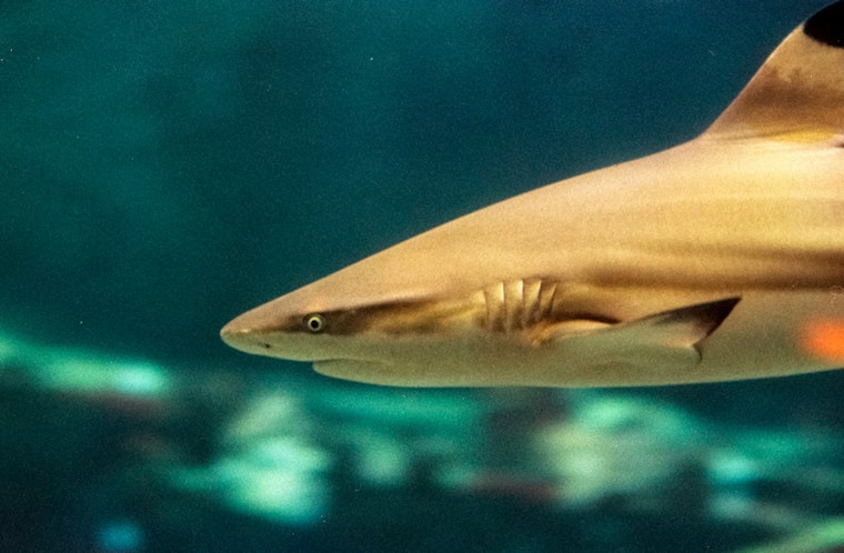 Florida Spearfisherman Survives Bull Shark Attack Thanks to Quick-Thinking Friend off Key West Shore