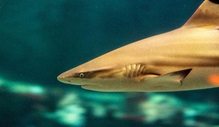 Florida Spearfisherman Survives Bull Shark Attack Thanks to Quick-Thinking Friend off Key West Shore