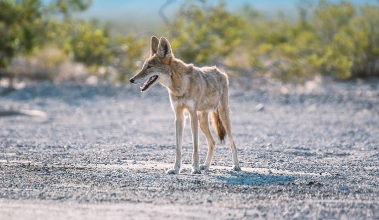 Fort Lauderdale Community on Alert as Coyote Attacks Pet Chihuahua on Alabama Avenue