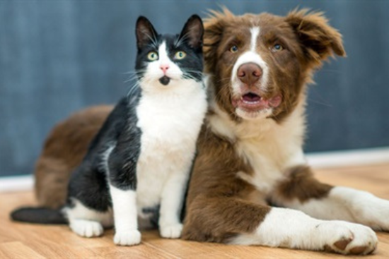 Fort Worth Animal Care and Control Renames At-Risk Animals List to "Urgent Placement Pets" to Encourage Adoption and Fostering