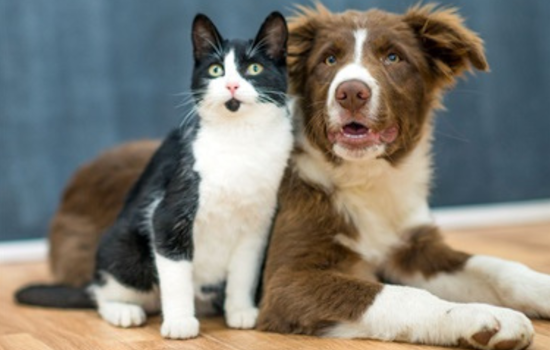 Fort Worth Animal Care and Control Renames At-Risk Animals List to "Urgent Placement Pets" to Encourage Adoption and Fostering