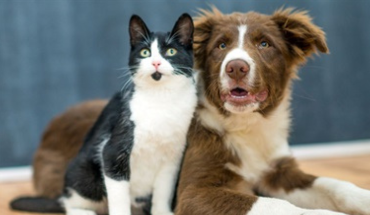Fort Worth Animal Care and Control Renames At-Risk Animals List to "Urgent Placement Pets" to Encourage Adoption and Fostering