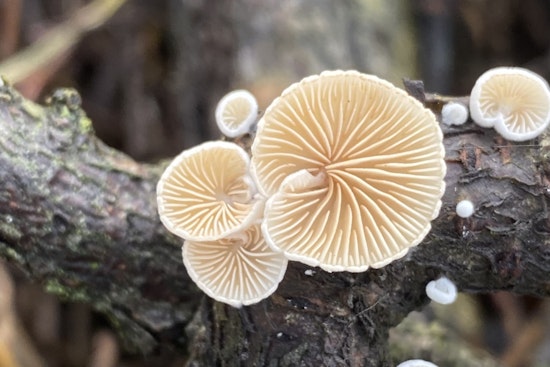 Free Oyster Mushroom Cultivation Workshop Offered by DeKalb County and Mushroom Club of Georgia at Stonecrest's Davidson-Arabia Mountain Nature Center