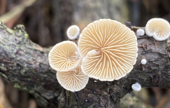 Free Oyster Mushroom Cultivation Workshop Offered by DeKalb County and Mushroom Club of Georgia at Stonecrest's Davidson-Arabia Mountain Nature Center
