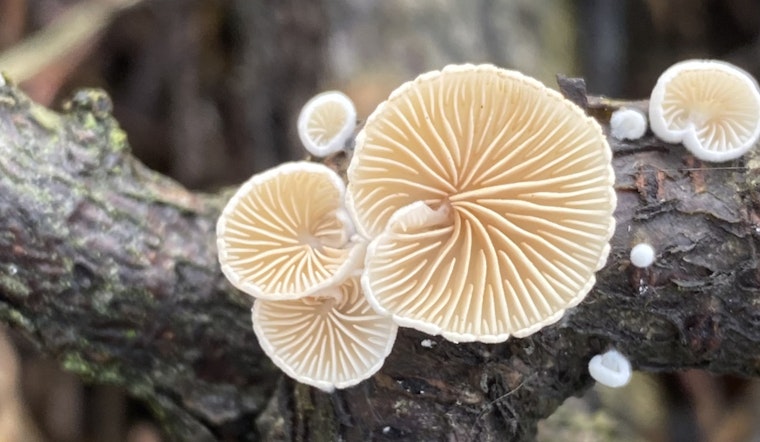 Free Oyster Mushroom Cultivation Workshop Offered by DeKalb County and Mushroom Club of Georgia at Stonecrest's Davidson-Arabia Mountain Nature Center
