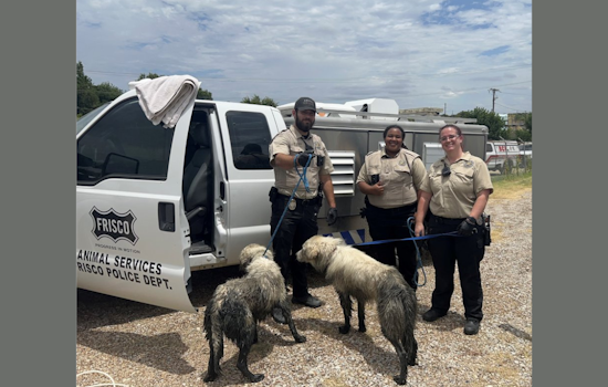 Frisco Community and Services Join Forces to Save Two Dogs from Retention Pond Mishap
