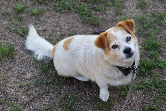 Frisco Pet Owners Alerted as Parvovirus Cases Surge, Vaccination Urged to Prevent Spread