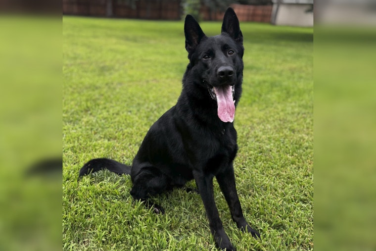 From Germany to Minnesota, Blaine PD Welcomes Vinny the German Shepherd to K9 Unit