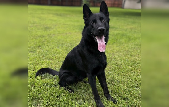 From Germany to Minnesota, Blaine PD Welcomes Vinny the German Shepherd to K9 Unit