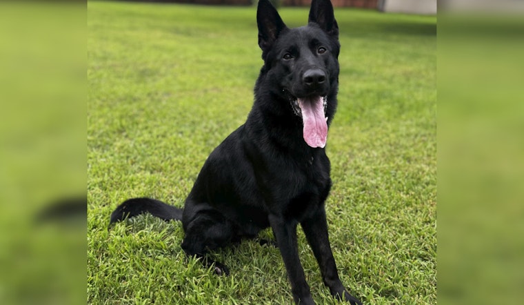 From Germany to Minnesota, Blaine PD Welcomes Vinny the German Shepherd to K9 Unit