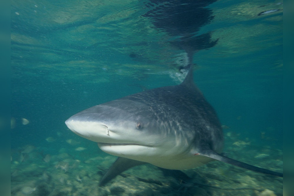 Galveston Bay Emerges as Proliferating Nursery for Baby Bull Sharks Amid Warmer Waters