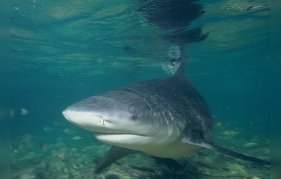 Galveston Bay Emerges as Proliferating Nursery for Baby Bull Sharks Amid Warmer Waters
