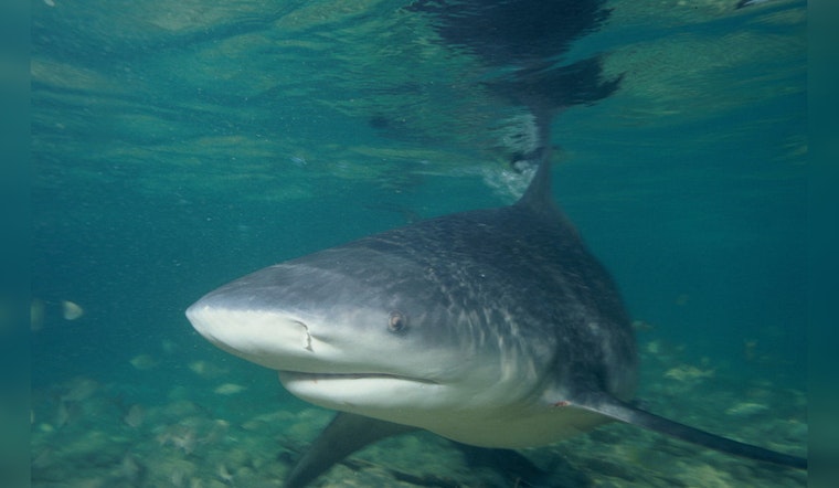 Galveston Bay Emerges as Proliferating Nursery for Baby Bull Sharks Amid Warmer Waters