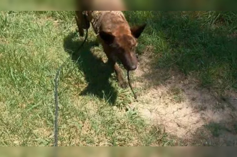 Gastonia K-9 Units Successfully Track Down Suspects in Vehicle Break-In Spree