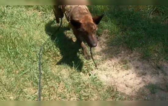 Gastonia K-9 Units Successfully Track Down Suspects in Vehicle Break-In Spree