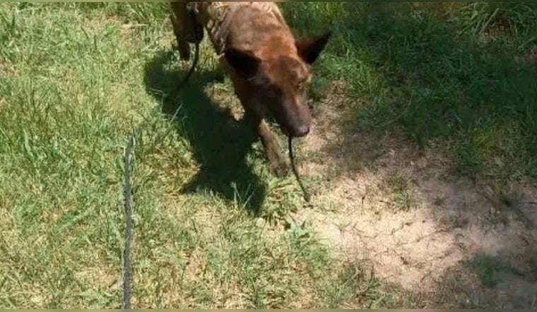 Gastonia K-9 Units Successfully Track Down Suspects in Vehicle Break-In Spree