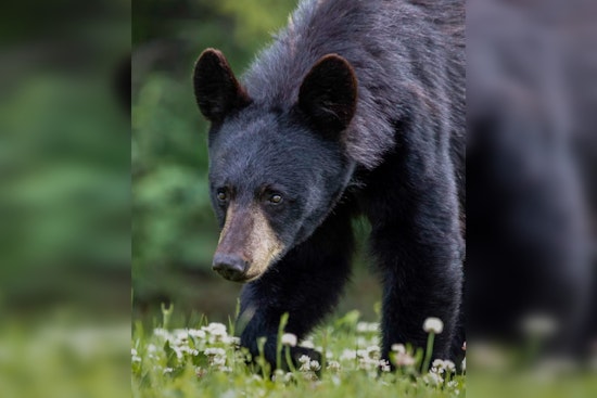 Gatlinburg Officials Urge Against Real Produce in Fall Decor to Prevent Bear Encounters