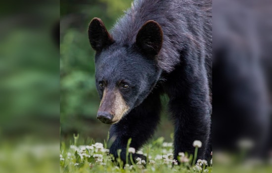 Gatlinburg Officials Urge Against Real Produce in Fall Decor to Prevent Bear Encounters