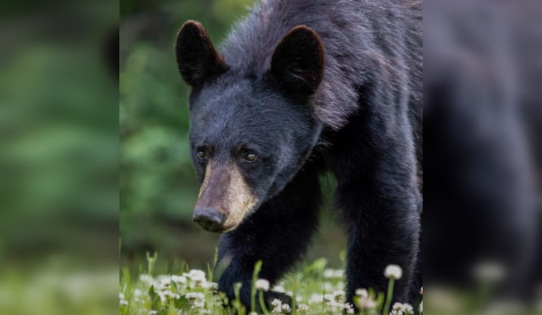 Gatlinburg Officials Urge Against Real Produce in Fall Decor to Prevent Bear Encounters