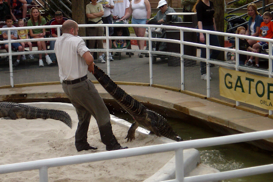 Gatorland in Orlando Unveils Alligator Walk of Fame, Celebrates 100 Rescued Reptiles and 75 Years of Conservation
