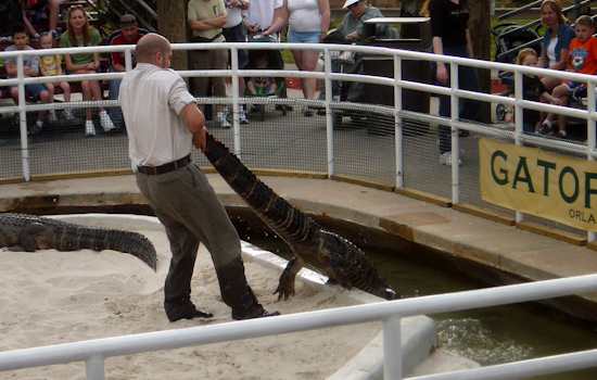 Gatorland in Orlando Unveils Alligator Walk of Fame, Celebrates 100 Rescued Reptiles and 75 Years of Conservation
