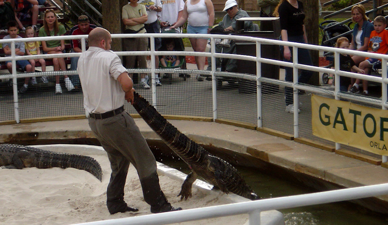 Gatorland in Orlando Unveils Alligator Walk of Fame, Celebrates 100 Rescued Reptiles and 75 Years of Conservation