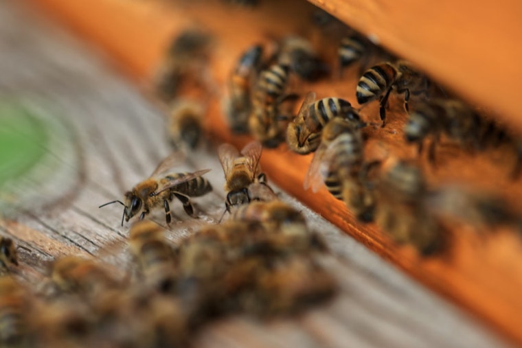 Georgia Joins FieldWatch to Protect Bees and Promote Safe Pesticide Use in Agriculture