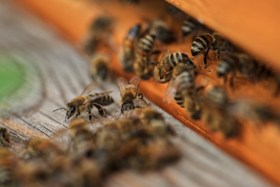 Georgia Joins FieldWatch to Protect Bees and Promote Safe Pesticide Use in Agriculture