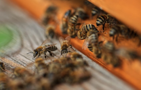 Georgia Joins FieldWatch to Protect Bees and Promote Safe Pesticide Use in Agriculture