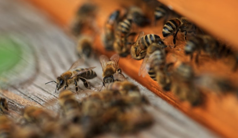 Georgia Joins FieldWatch to Protect Bees and Promote Safe Pesticide Use in Agriculture