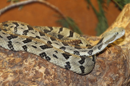 Georgia's Slithering Climbers: Tips for Discouraging Unwanted Snake Visitors