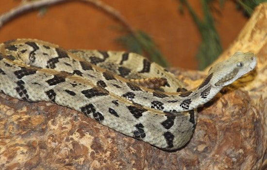 Georgia's Slithering Climbers: Tips for Discouraging Unwanted Snake Visitors