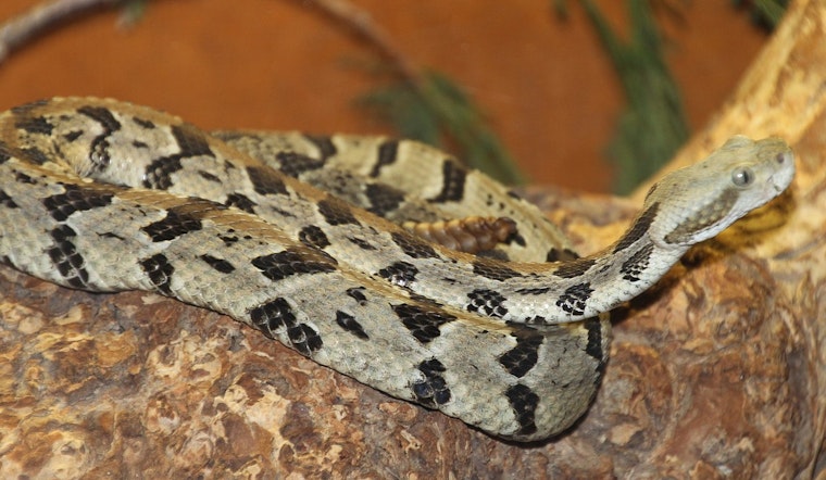 Georgia's Slithering Climbers: Tips for Discouraging Unwanted Snake Visitors