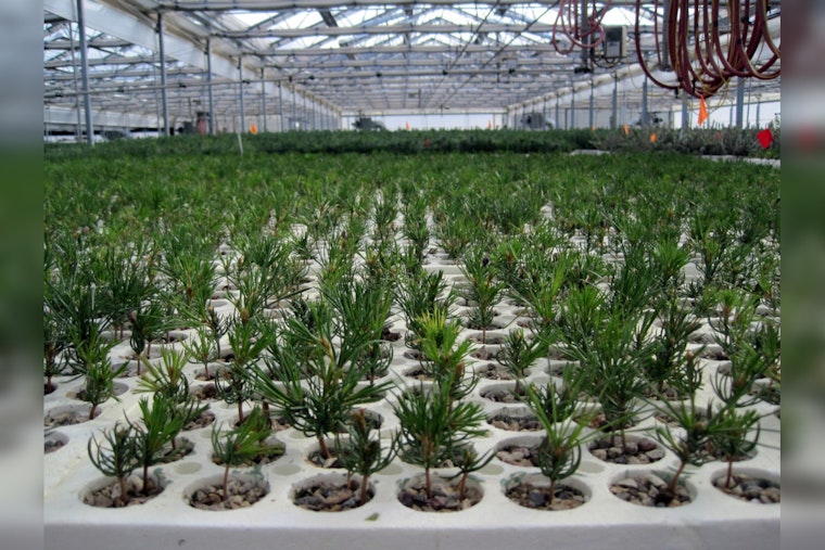 Globe Ranger District Initiates Five-Year Plan to Restore Mexican Spotted Owl Habitat Following Telegraph Fire