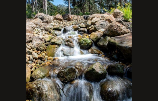 Golden Gate Park's Middle Lake Undergoes Major Ecological Revitalization in San Francisco