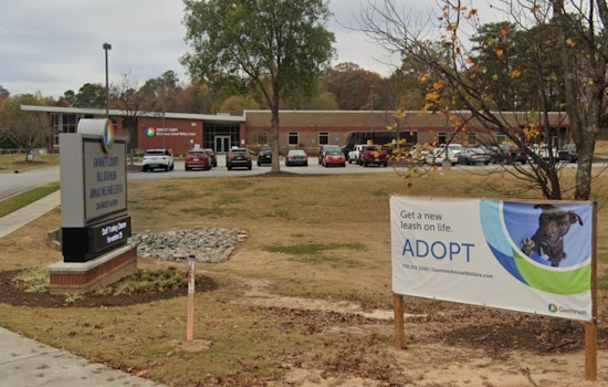 Gwinnett Animal Welfare Waives Adoption Fees for '12 Strays of Christmas in July' Campaign
