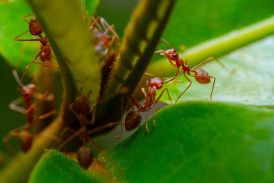 Hawaii Bolsters Biosecurity Budget Despite Governor’s Vetoes on Invasive Species Funding
