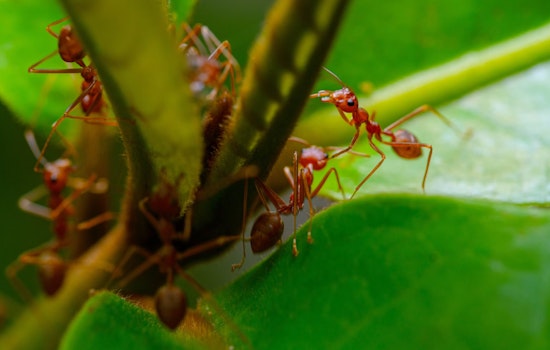 Hawaii Bolsters Biosecurity Budget Despite Governor’s Vetoes on Invasive Species Funding