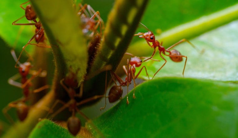 Hawaii Bolsters Biosecurity Budget Despite Governor’s Vetoes on Invasive Species Funding